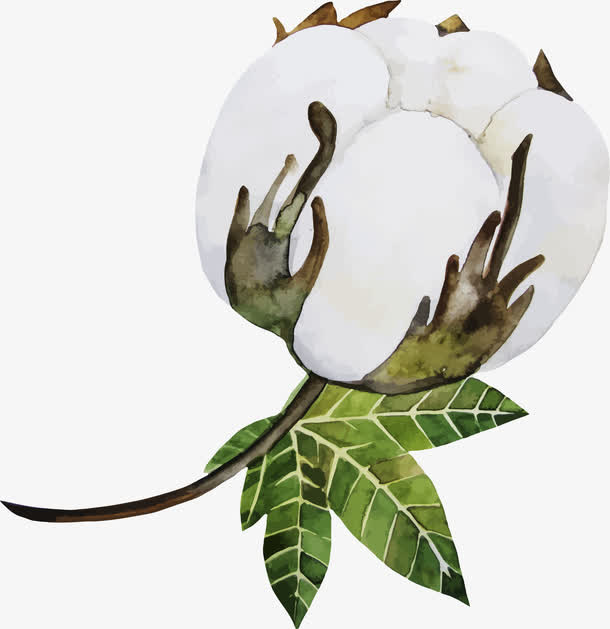 矢量白色棉花花朵图免抠