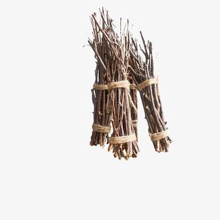 小捆桦树细树枝装饰免抠