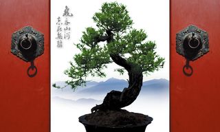 古门古树背景高清