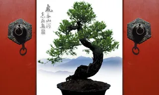 古门古树背景高清