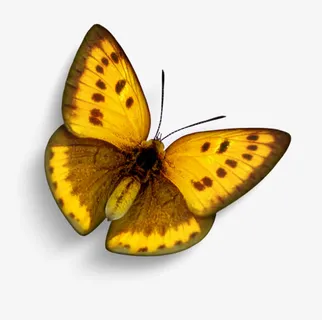 漂浮花瓣气泡简洁大方树叶树丛免抠