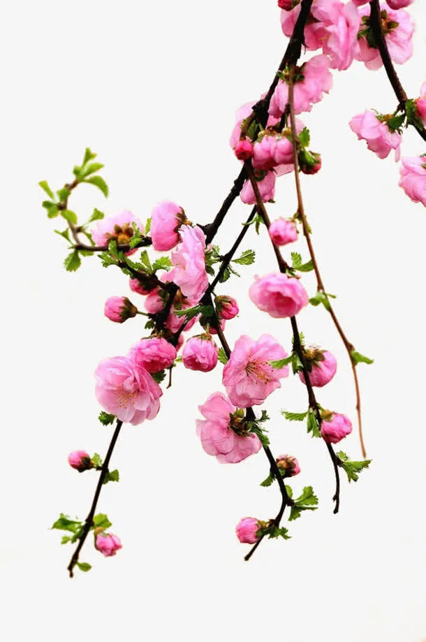 粉色桃花盛开图免抠