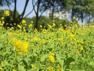 风中摇曳的油菜花高清