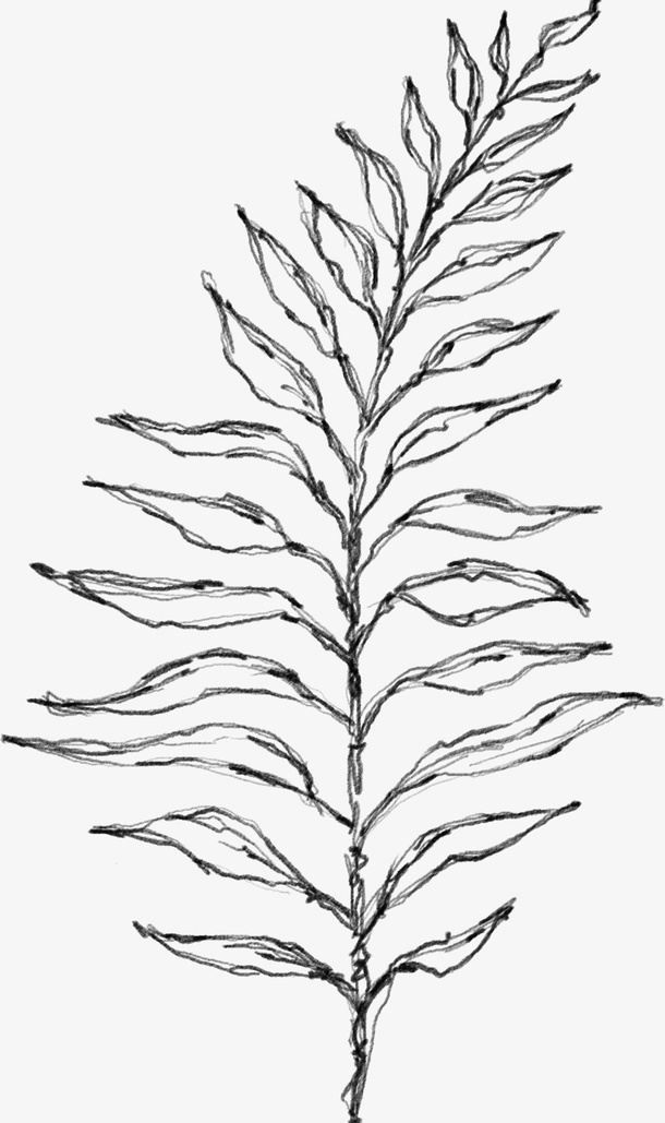 水墨植物元素11免抠