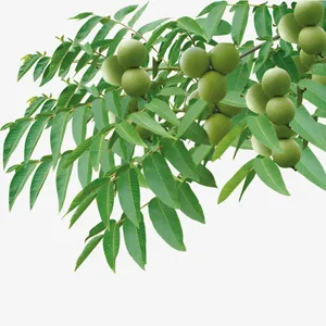 高清核桃树免抠