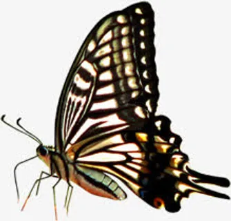 棕色纹理蝴蝶装饰免抠