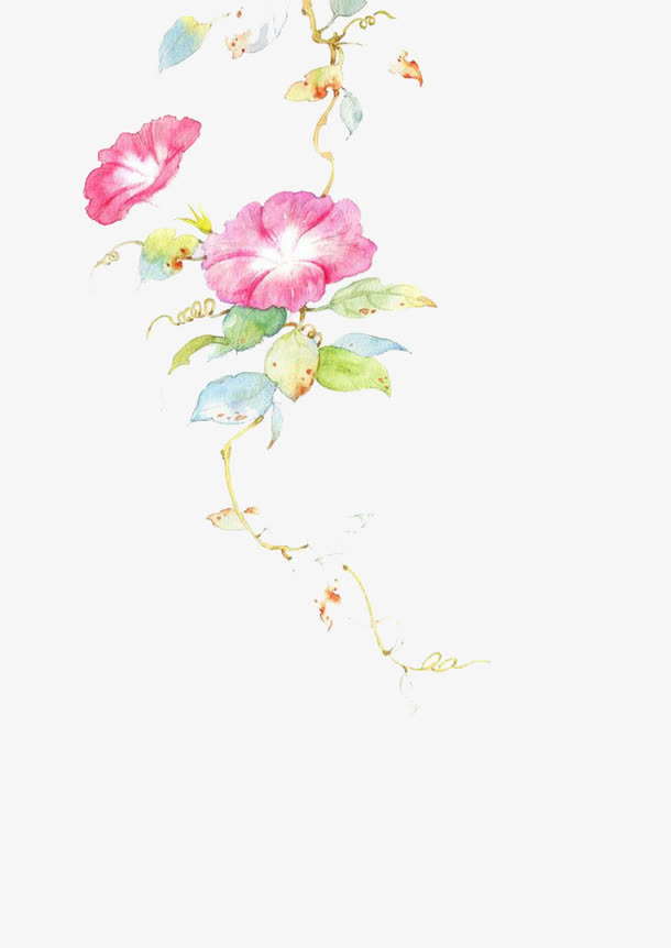 水彩小清新牵牛花免抠