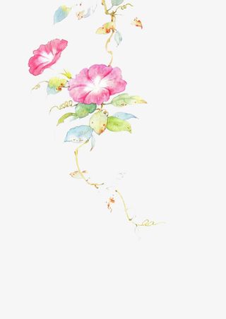 水彩小清新牵牛花免抠