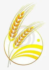 小麦子免抠