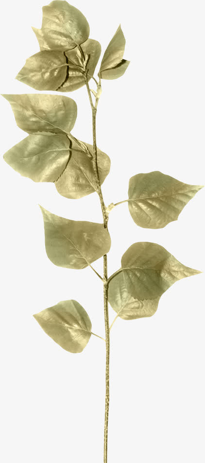 青藤素材图片免抠