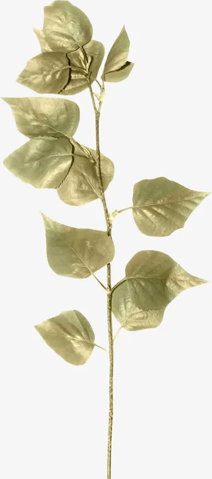 青藤素材图片免抠