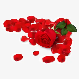 散落在地的红色呢玫瑰花免抠
