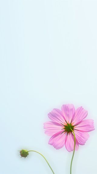 淡蓝色小清新粉色花朵H5背景素材高清