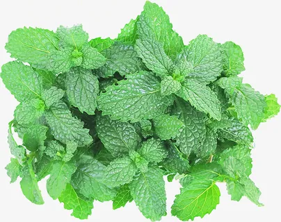 新鲜嫩绿的薄荷叶免抠 新鲜嫩绿的薄荷叶免抠