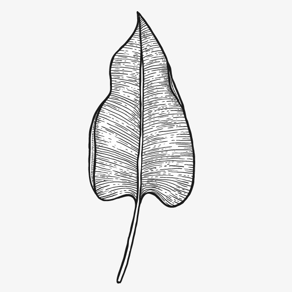 文艺清新花草海报设计装饰黑白花免抠