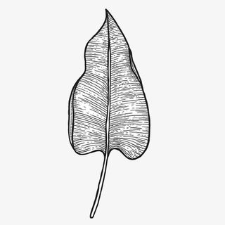 文艺清新花草海报设计装饰黑白花免抠