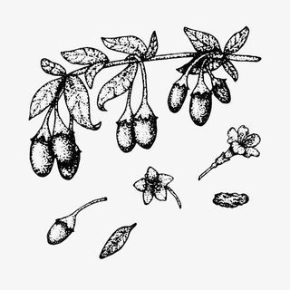 手绘线条枸杞免抠