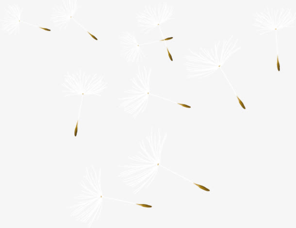 浪漫蒲公英热带雨林丛林婚礼图片免抠