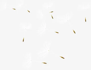 浪漫蒲公英热带雨林丛林婚礼图片免抠