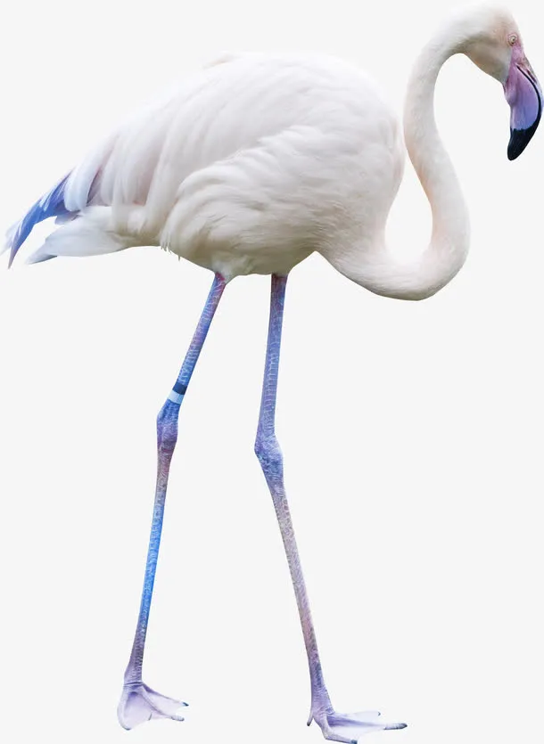 白鹤免抠