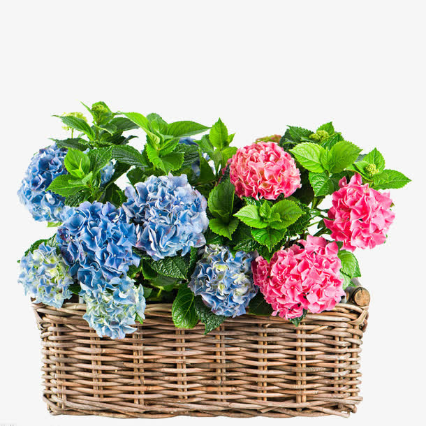 编织花篮免抠
