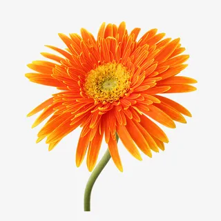 橘色非洲菊花装饰免抠