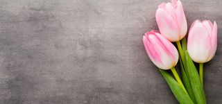 粉色郁金香浪漫梦幻小清新背景高清