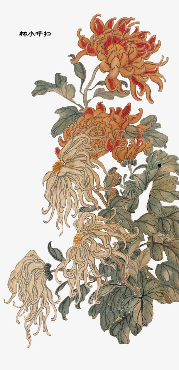 中国画风菊花素材免抠