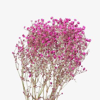 满天星干花免抠