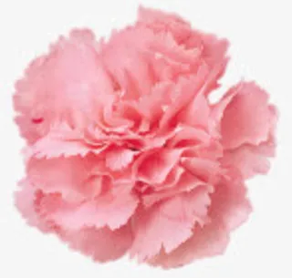 康乃馨粉色花朵免抠