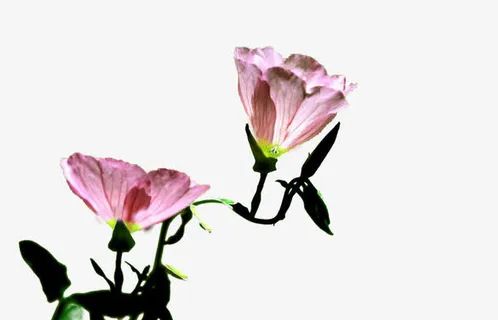 灿烂的月见草图片素材免抠