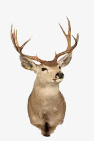 鹿头素材免抠
