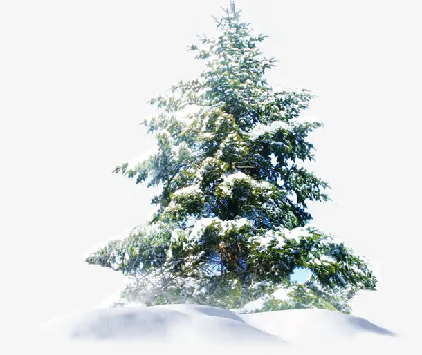 冬日创意树木雪地免抠