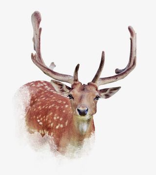 麋鹿png免扣素材免抠