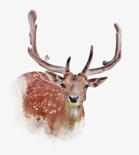 麋鹿png免扣素材免抠 麋鹿png免扣素材免抠