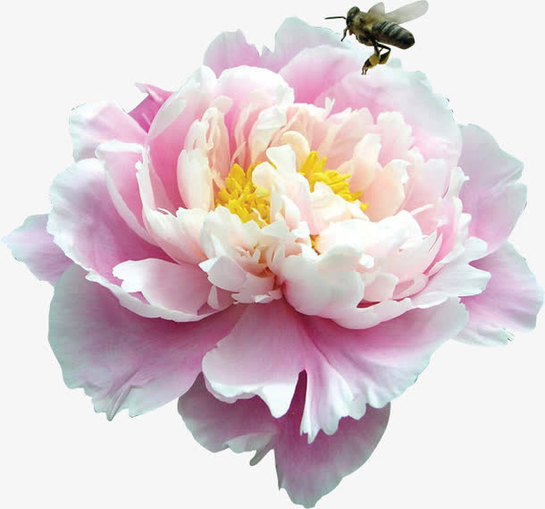 淡雅粉色盛开花朵免抠