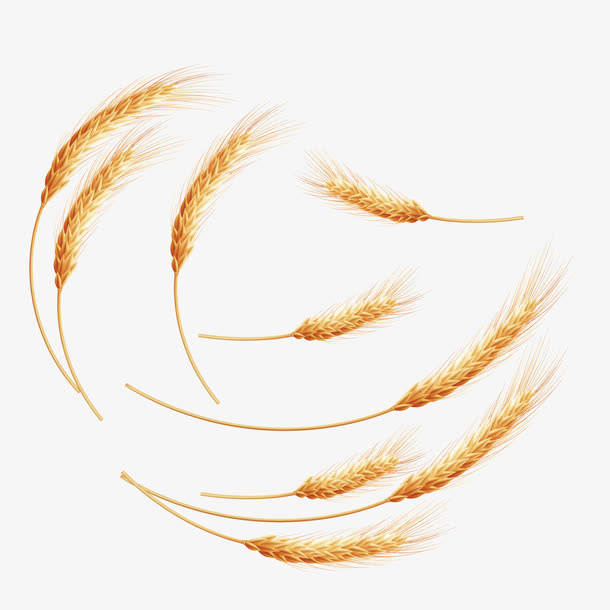 成熟的小麦矢量素材免抠