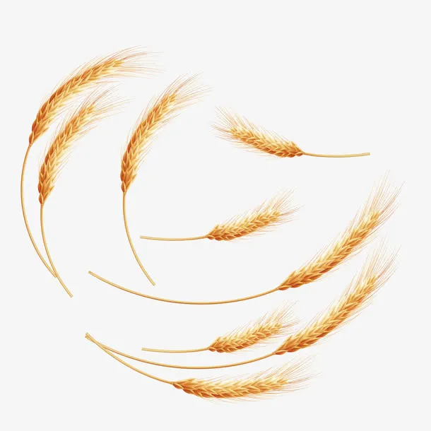成熟的小麦矢量素材免抠