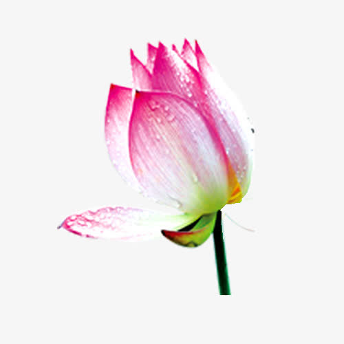 莲花花苞免抠