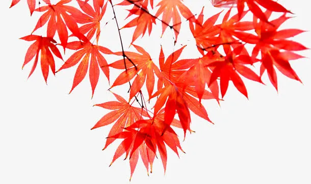 秋季枫叶免抠