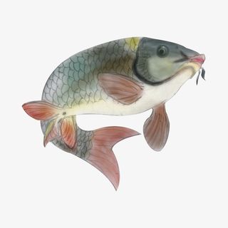 中国风水彩画鲤鱼免抠