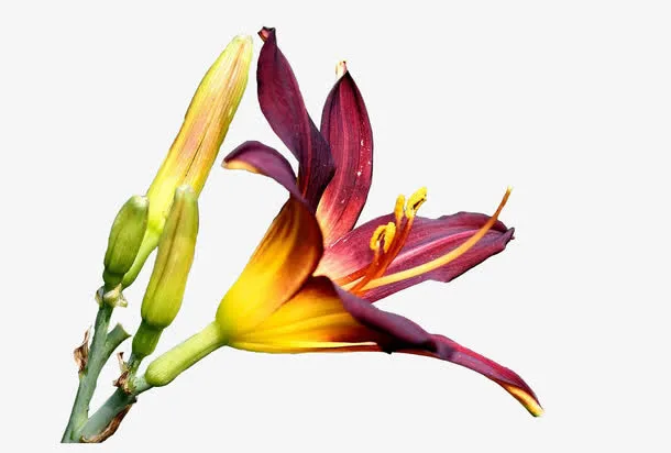 花苞与花瓣免抠