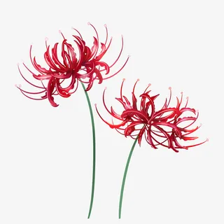 清新小花卡通插画46免抠手绘/卡通手绘元素 清新小花卡通插画46免抠手绘/卡通手绘元素