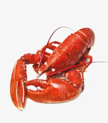 加拿大熟龙虾免抠