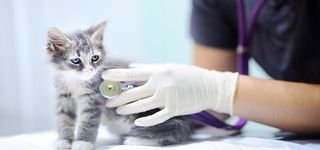 动物诊所动物美容院背景高清