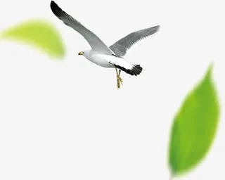 海鸥飞翔的海鸥绿叶装饰的海鸥免抠