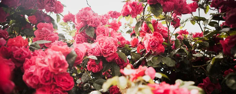 花卉背景装饰高清