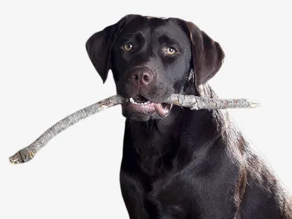 叼着棍子的狗免抠