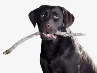 叼着棍子的狗免抠