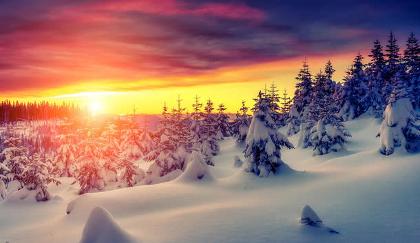 阳光天空雪地树林免抠
